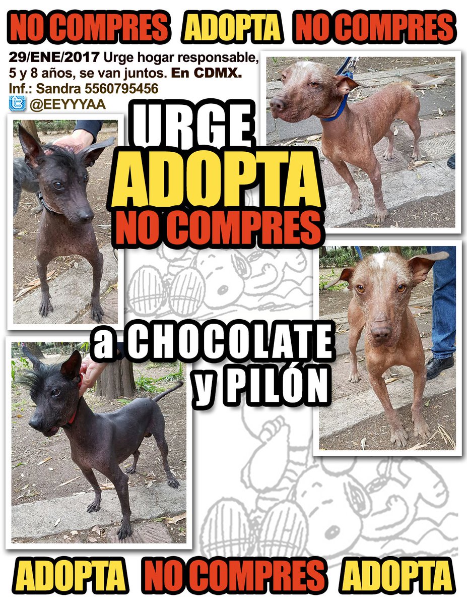 fellpudito's tweet photo. #URGE #NOCOMPRESADOPTA a Chocolate y Pilón en #CDMX Ene 2017 https://t.co/2zJANBA5M1