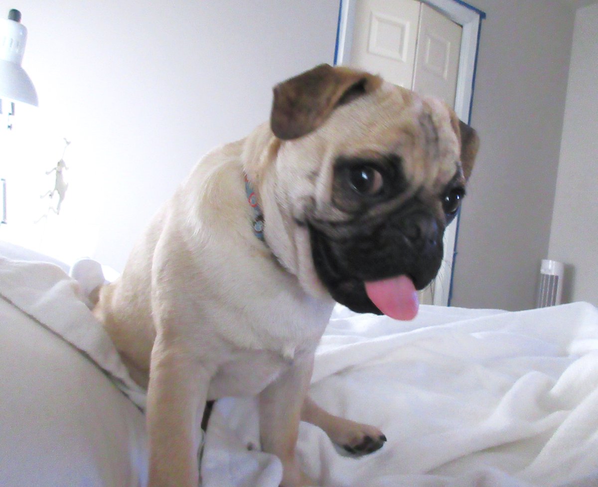 Know what? It's #TongueOutTuesday! #pugs #scribblepugtot #puglife #pugchat #pugsrule #PugsLove