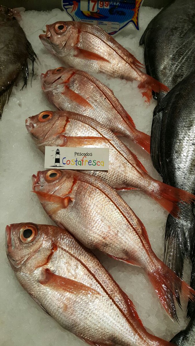 costafrescafish's tweet photo. Cuántos de vosotros conocéis las #Brecas 🐟 Si aún no las has probado, anímate! Te chuparás los dedos
#PescadoDeTemporada #Vigo https://t.co/Z53XCDhY28
