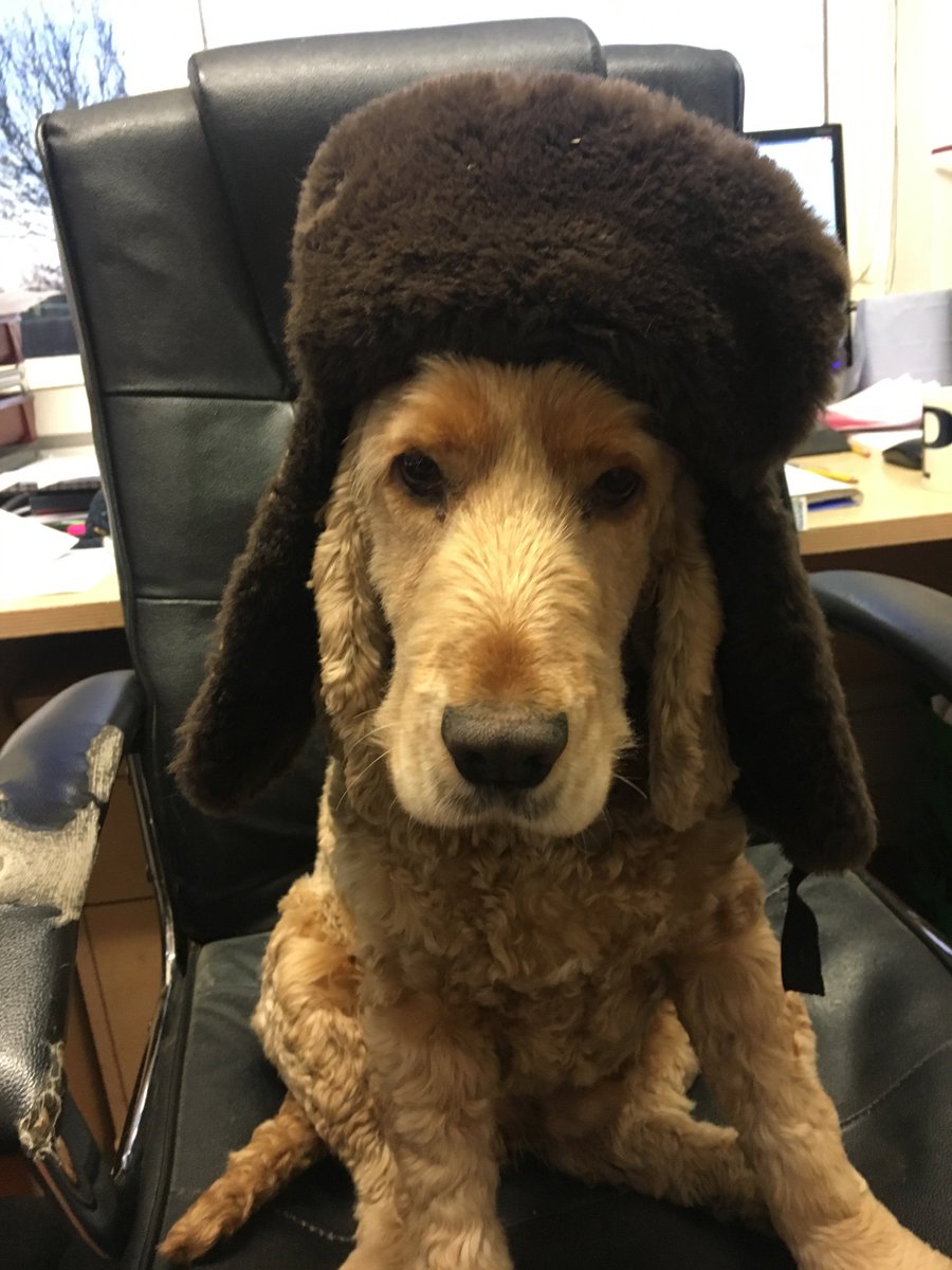 ShellfishRus's tweet image. It's so cold today at the Fishery, even the office dog has got a hat on!