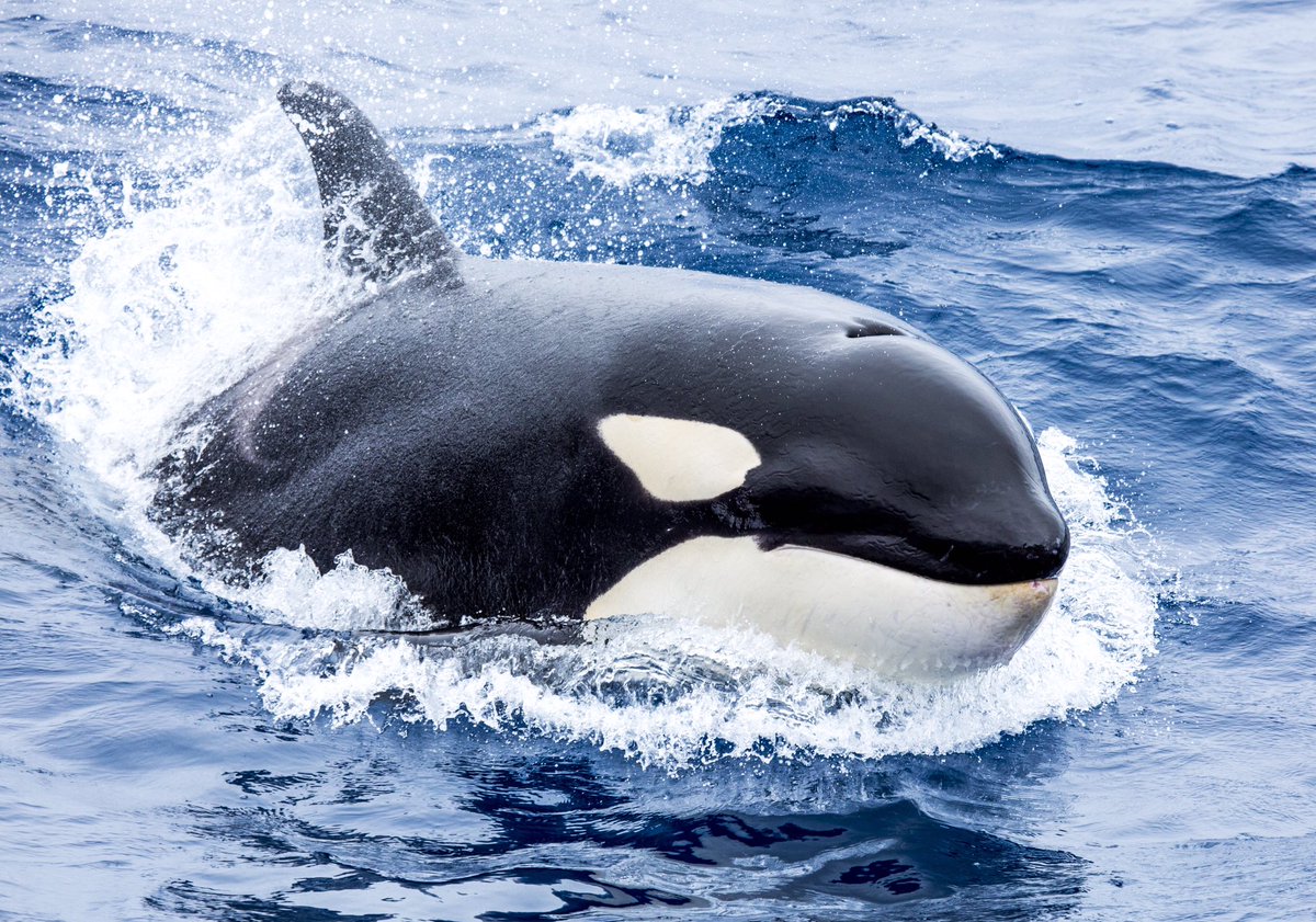 AMAZING photo my brother took off #bremerbay coast today! #killerwhale <a href="/WestAustralia/">Western Australia</a> #orca