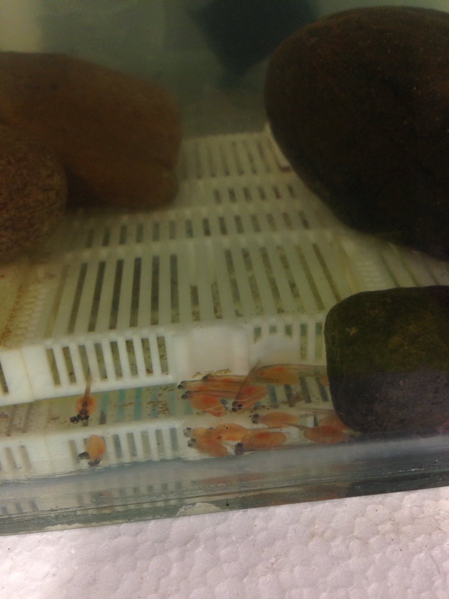 spsmrsrutter's tweet photo. Our trout eggs have started to hatch #fishintheclassroom @jillmina1 @SimpsonPrimary https://t.co/zpBJlCJCT5