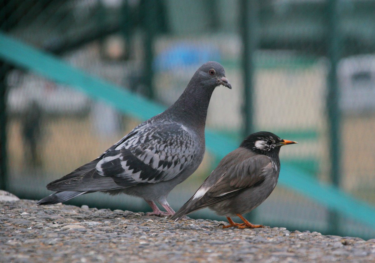 fiona85951's tweet photo. ＃Feralpigeon #GrayStarling　#ハト
「むく太、冷えてまいったぞ、まだ帰らぬのか」「ぽぽ之新様こそ、奥方がしんぺいしてやすぜ」 https://t.co/ceEy2BqWIu