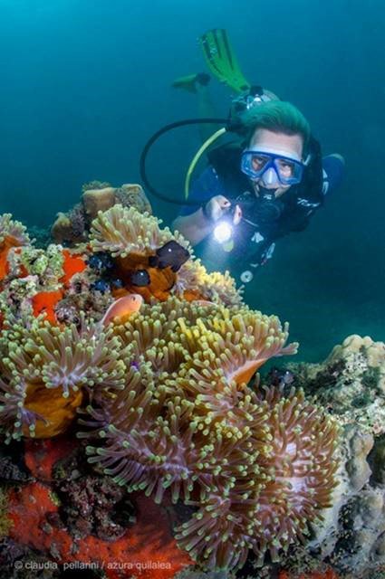 It looks like our main lady Nicky Arthur found Nemo while she was Scuba diving off the House Reef at Azura Quilalea. 
Great shot, right?