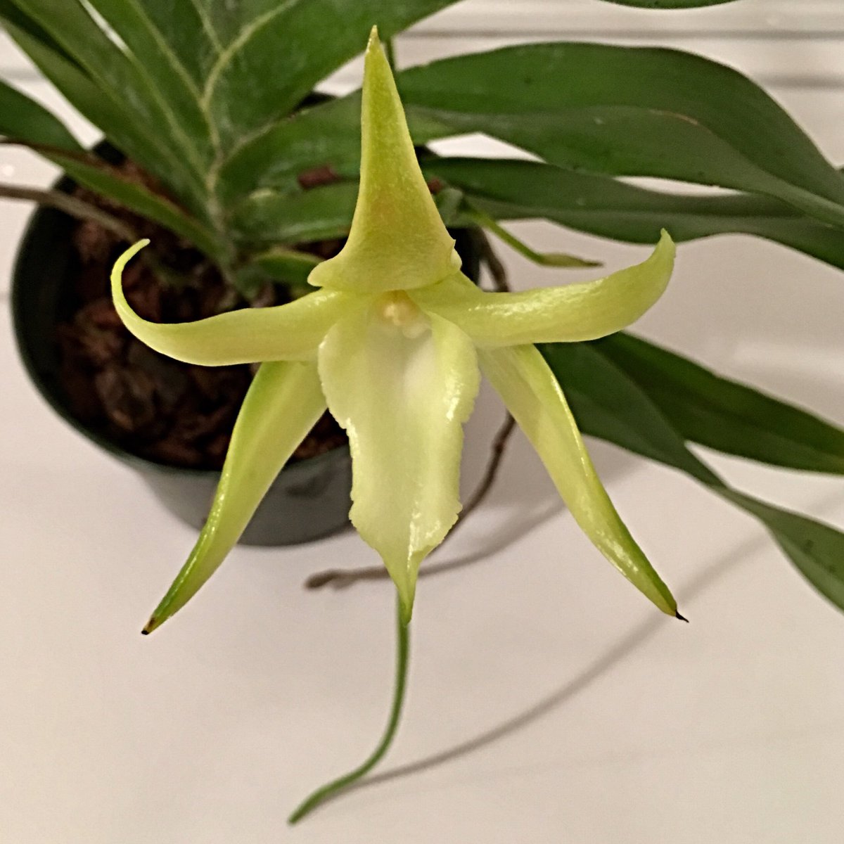 HortErotica tweet media