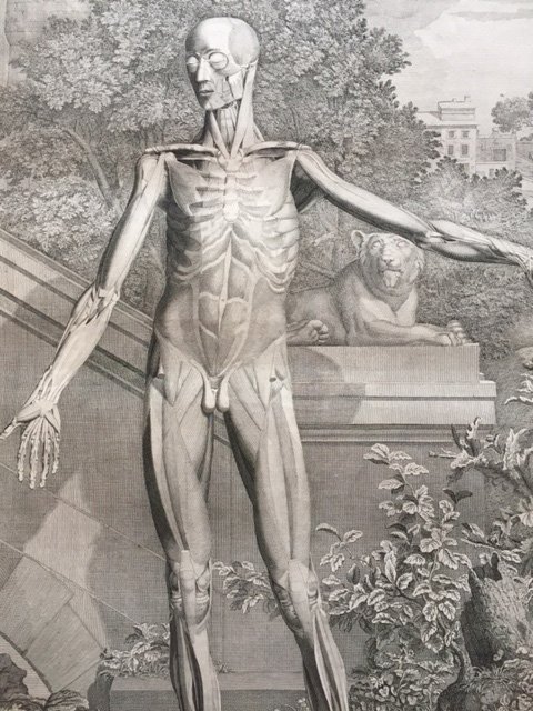 MadocBooks's tweet photo. Detail from Albinus's Skeleton and Muscles of the Human Body. 
Will probably take it to the New York Book Fair in early March! https://t.co/jhjsM701P1