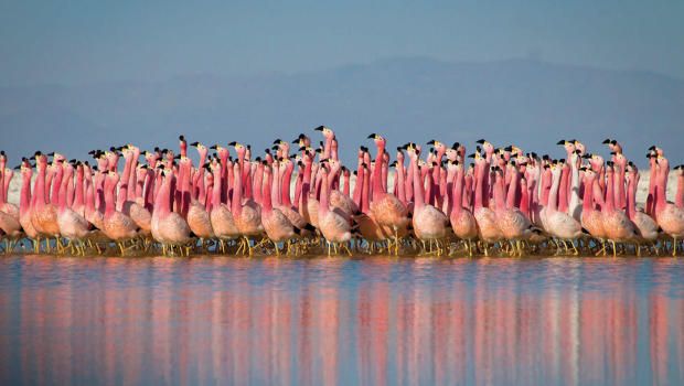 Headstream's tweet photo. Advances in cinematography enable a more intimate sequel to the iconic British nature series Planet Earth II  https://t.co/1Brzye5Vhs https://t.co/PMDFmbAmHT
