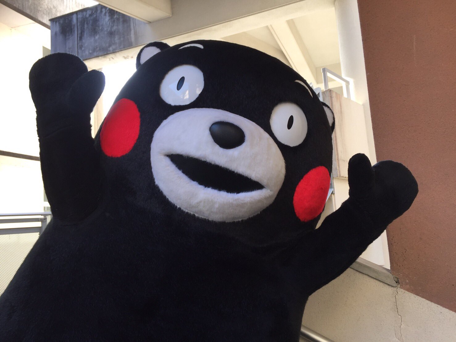 くまモンになりました キャタップ SB くまモン×IBUKI くまモンモデル(くまモンシルエット) S