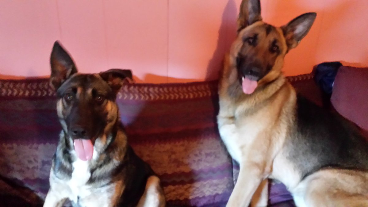 crider1618's tweet photo. Loving life it's so hard being a German Shepherd https://t.co/t4zttUhZhp