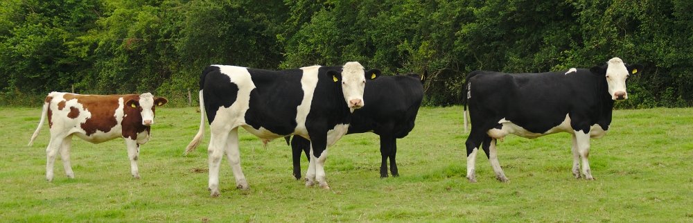 The Usual Suspects - Cow Style - Clough cows standing in a lineup #Calendar #Clough #laois #ballacolla #colorful