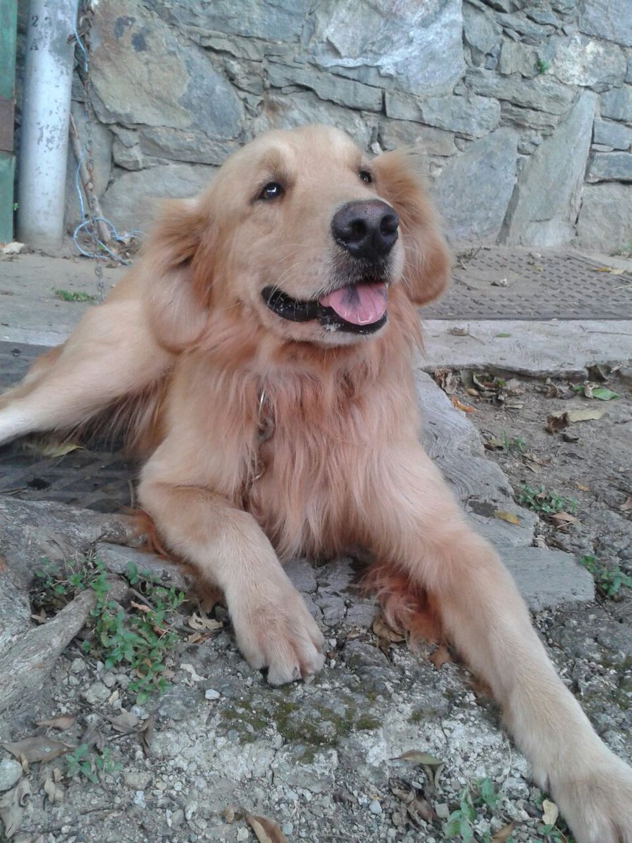 elmarquesaldia's tweet photo. ATENCIÓN Se busca a los dueños de este perro, al parecer se extravió en El Marques Norte. Contacto en garita de C/ Naiguata https://t.co/Y65SPYJVmJ