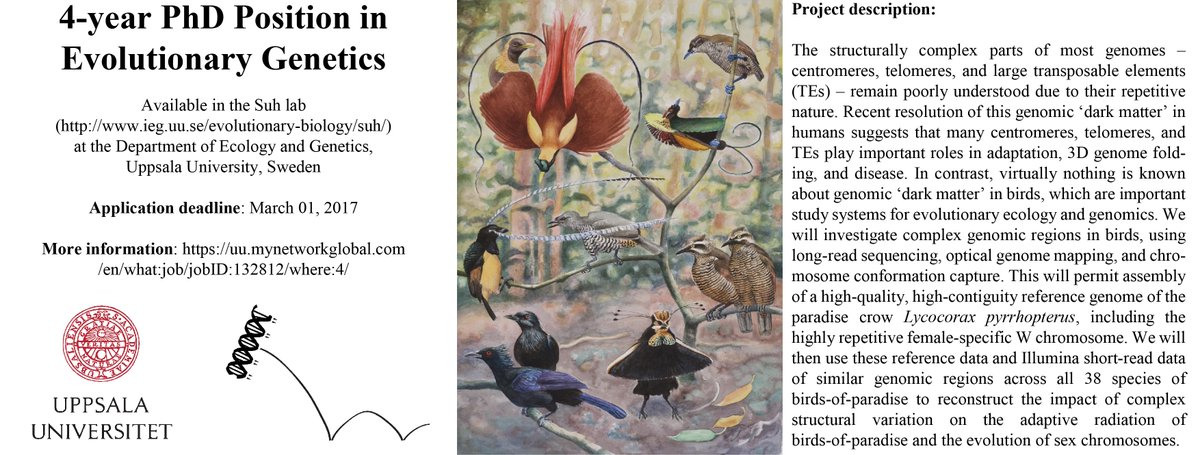EvoBioUppsala's tweet photo. We are hiring! PhD position in Evolutionary Genetics with @alexander_suh at @EvoBioUppsala. Please RT! #transposon https://t.co/awXXWyMrEt https://t.co/gmhcPaqcj7