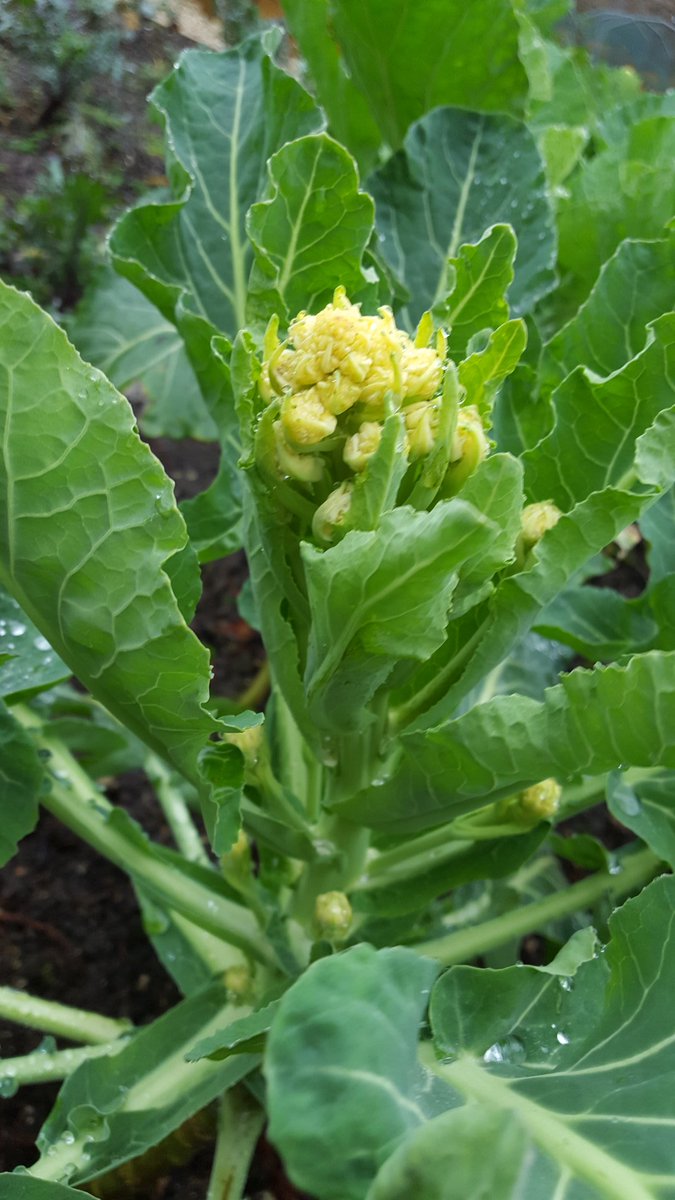 @Dan_Gavr @Alscoutts @JamesGolding10 
White sprouting broccoli is starting to come though the kitchen garden #happydays