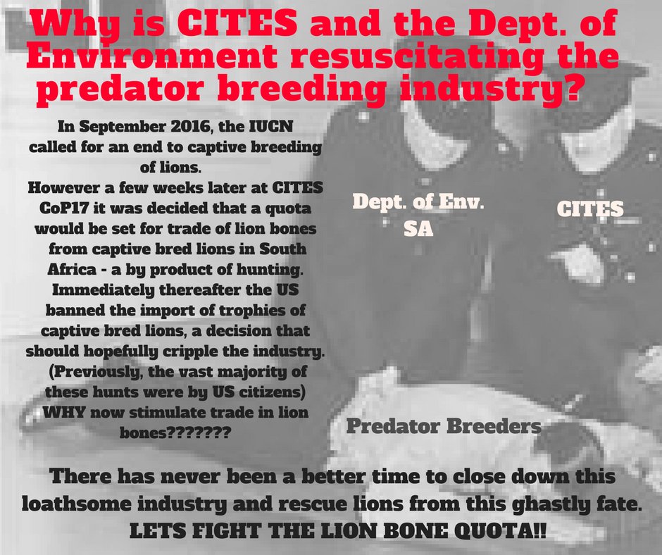 FriendsSALions's tweet photo. .@CITES decision about #lionbonetrade defies logic. #lions #southafrica @LIONAID @defra @usfws @WildAid @WildAid_SA @action4ifaw @cnni https://t.co/6RpHZyepuO