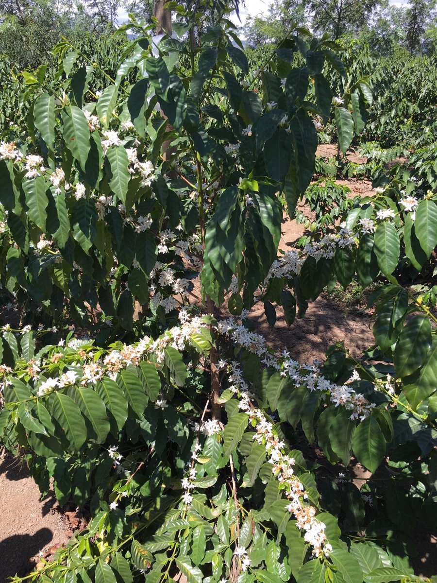 Tijdens ons bezoek aan de plantage in Guatemala is de #impact van #klimaatverandering zichtbaar. Al 20% v.d. oogst is door vorst verloren.
