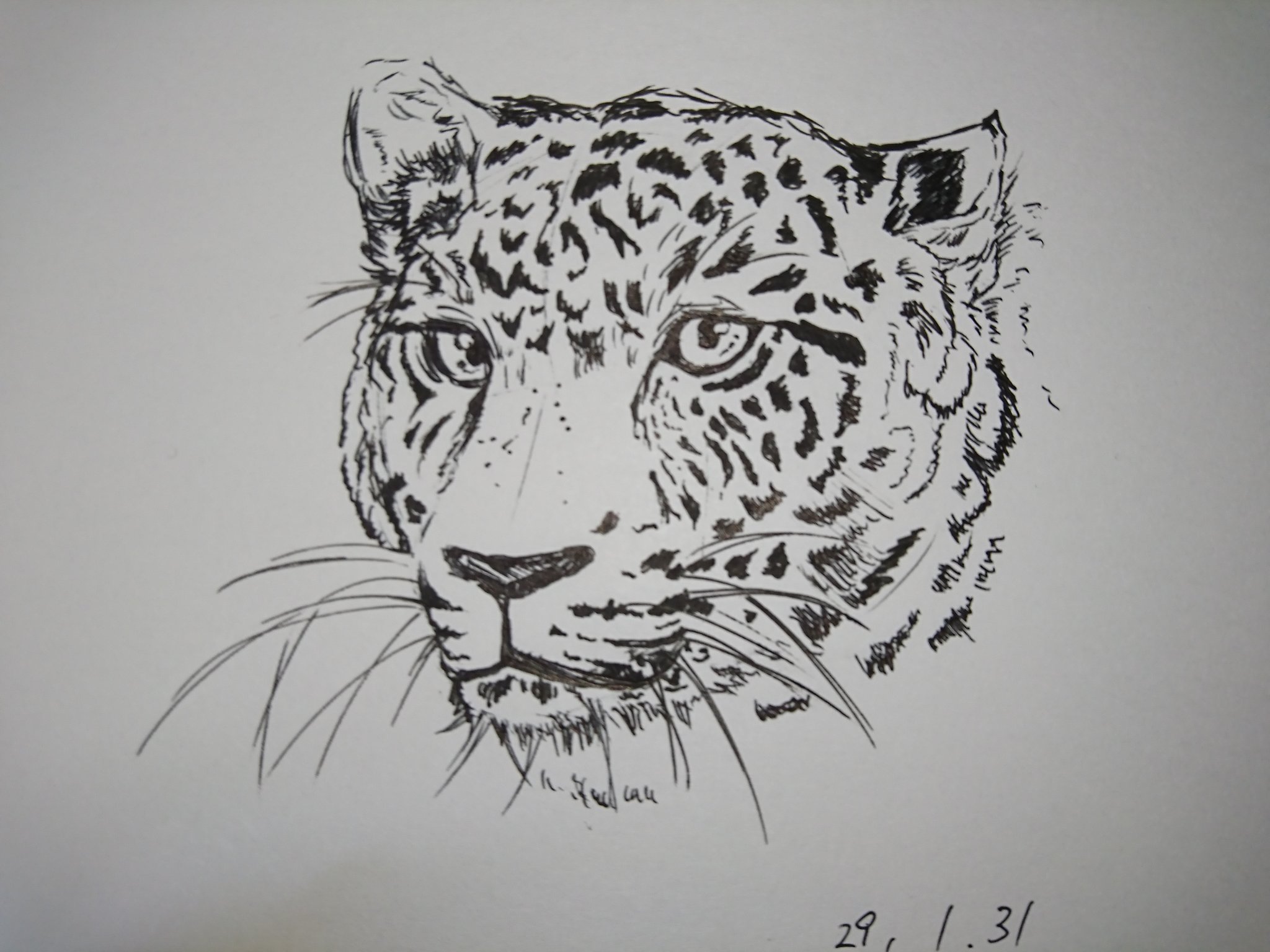 まろやかん 原稿中 豹と梟 ボールペン一発描き の拾い画から模写しました こういう細かい作業してる自分は本当に病んでると思うのです W 豹 梟 動物 ボールペン画 一発描き 絵描きの輪 イラスト基地 イラスト王国 T Co