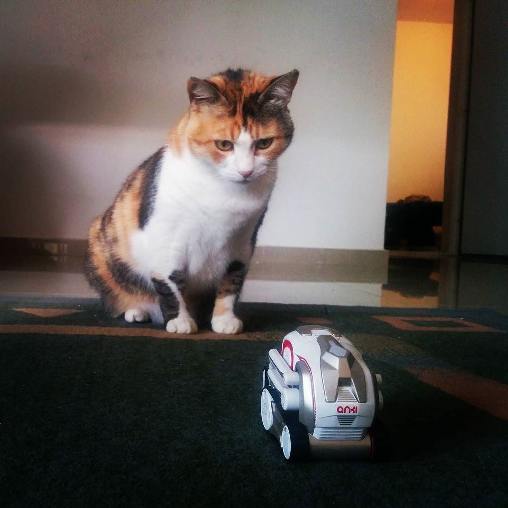 cozmo cat