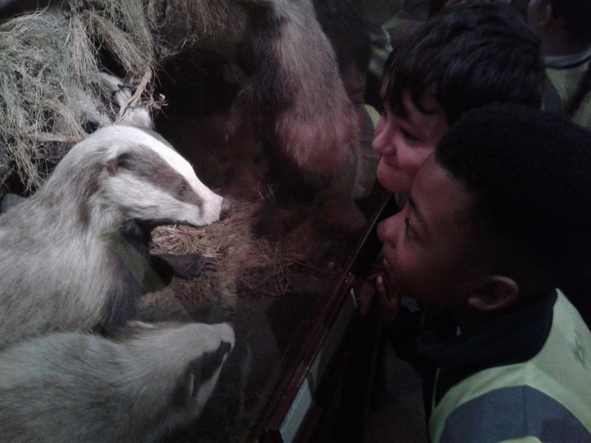year3_bwps's tweet photo. Having a staring competition with a badger at @bristolmuseum. .. https://t.co/y268uLCqkF