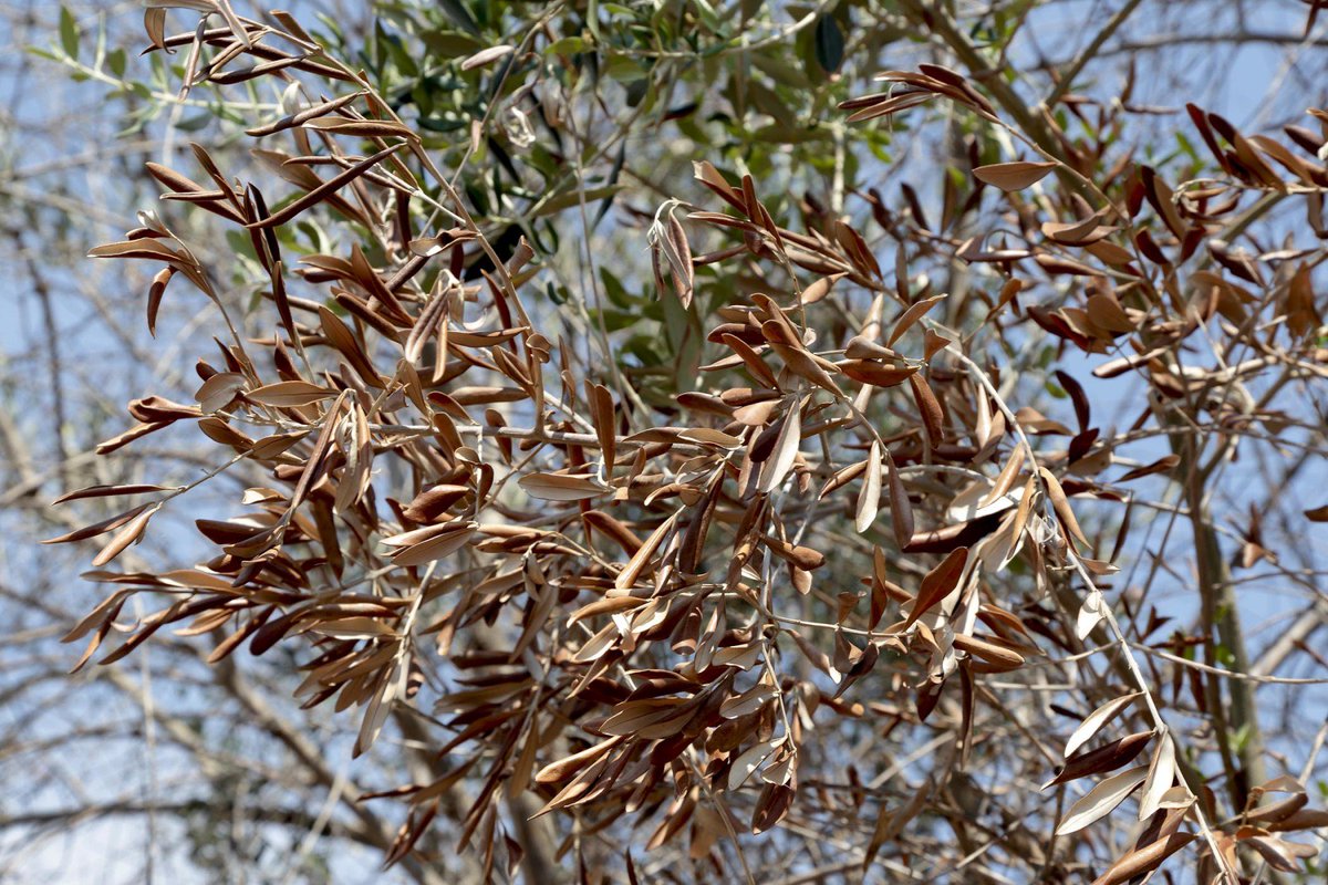 Marocco: Dopo Italia, Corsica e Isole Baleari, adesso Xylella si trova al confine africano