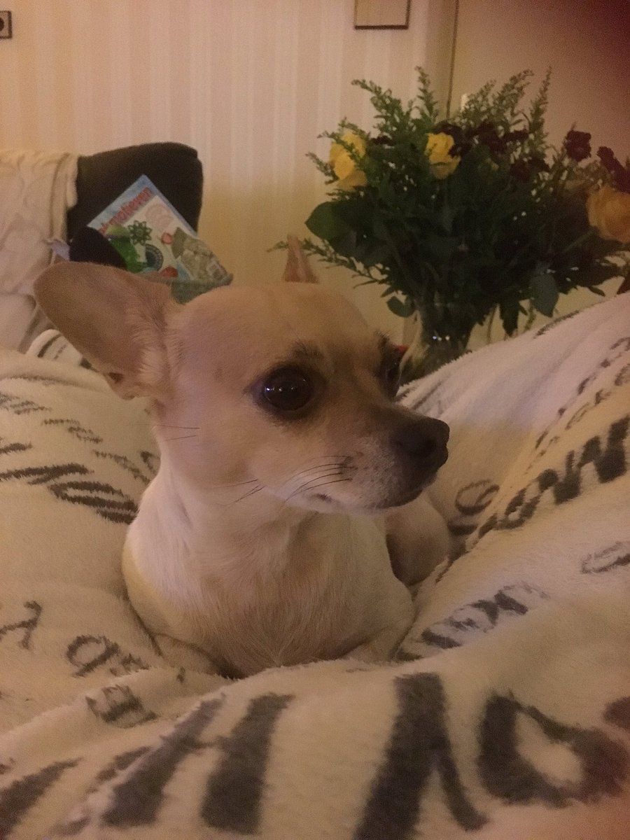 @saskianoort zou een foto van mij en me hondje kunnen zijn lookalike griep met oud nieuw gehad beterschap