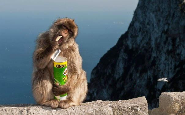 LovUseKnow's tweet photo. Macaques in Japan use coins to buy vending machine snacks
https://t.co/7fxvtYfb75 https://t.co/Li9ooXL6DI