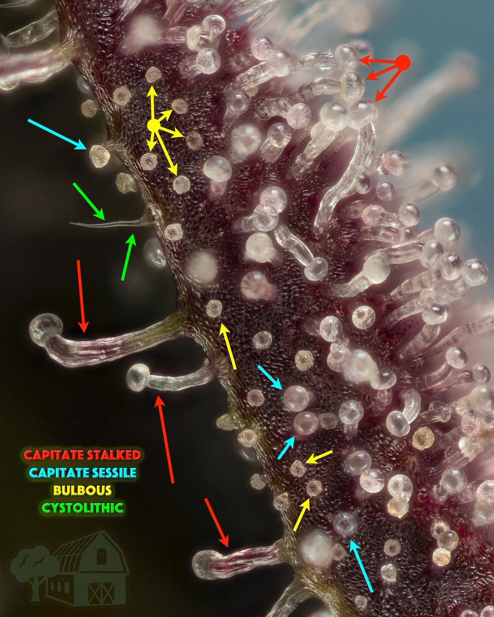 spliffseeds's tweet photo. Types of Trichomes #Cannabis #Trichomes #TypesOfTrichomes by shwale https://t.co/lef9Ts0ZkS