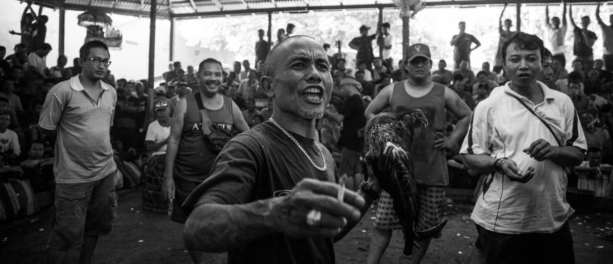 #MONOarchiv
FOTO: Špinavé peniaze, zároveň fér hra. Nelegálne zápasy kohútov na Bali
mono.sk/foto-kohutie-z…