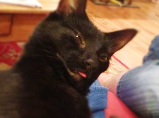 HazelCane's tweet photo. Here's our latest for the #kittycuteoff https://t.co/KxG6d54ekX