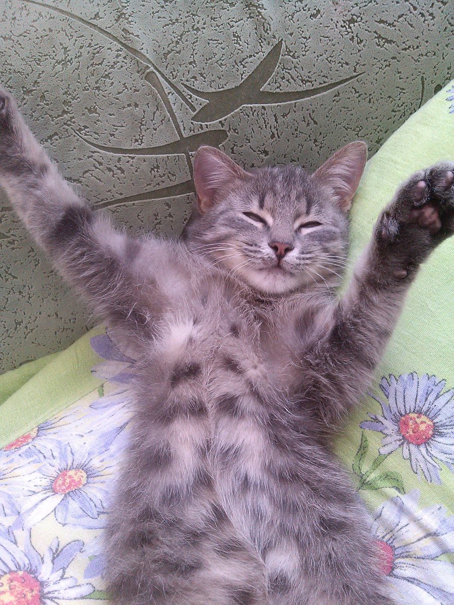 Устал? Дай я тебя обниму! #КошкаЮмор  #кошки #cats