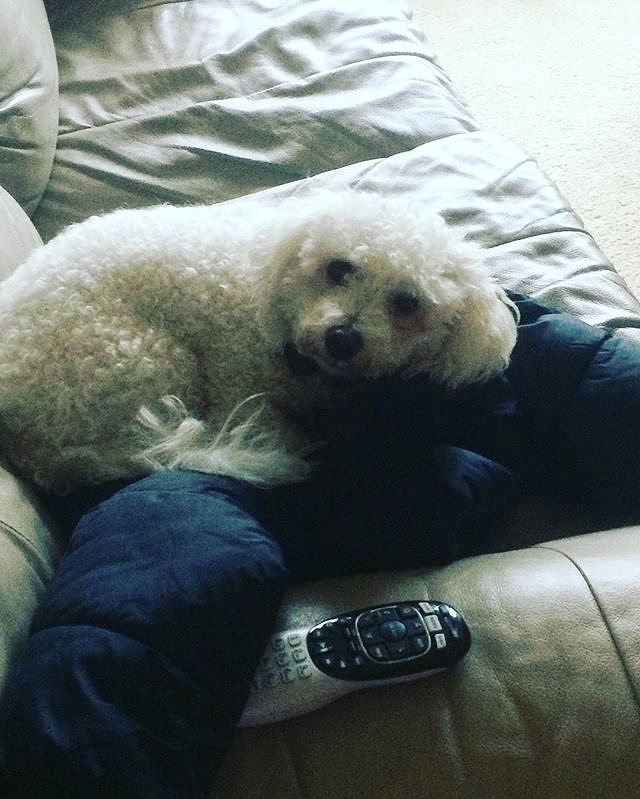 dogloverstagram's tweet photo. You found my hiding spot! : @maya_thebichon
-
-
#puppylove #doglover #dogoftheday #instape… https://t.co/I4l940XOPT https://t.co/5wQTMhuBJh