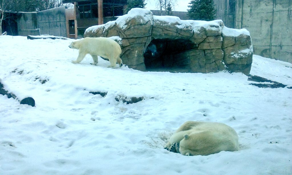 radiofishie's tweet photo. Berit and Suka at #henryvilaszoo! https://t.co/eFlbt6Fb6g