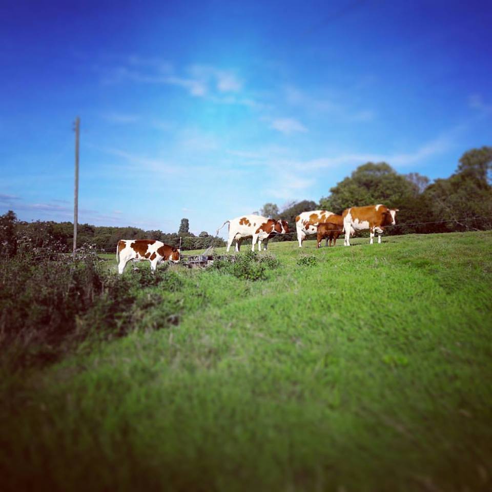 <a href="/oddpodcastuk/">The Odditorium</a> every wondered what the heck those #nerdy #food &amp; #farming words mean? We're on the case..#Biodynamic futurefarmlab.com/blog/2017/1/31…