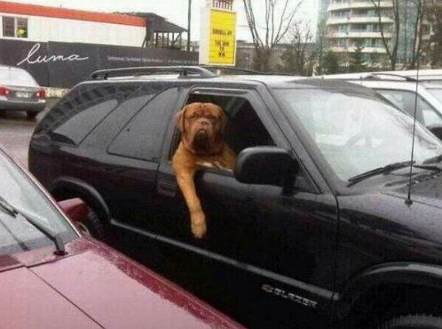 When you come back from the shop and your dog is pretending to be Harry Redknapp on #DeadlineDay