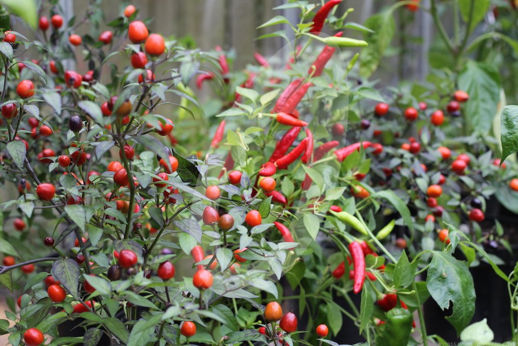 SowSeedsLtd's tweet photo. A packed greenhouse in summer so looking forward to this year & lots more #Chilli growing #PurplePrince #SuperChilli https://t.co/fRkAasfQ03 https://t.co/lbSBfl6BjM