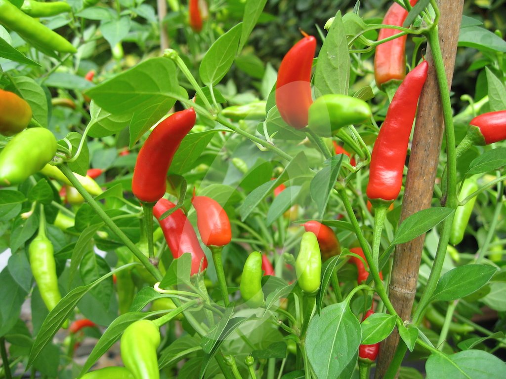 SowSeedsLtd's tweet photo. A packed greenhouse in summer so looking forward to this year & lots more #Chilli growing #PurplePrince #SuperChilli https://t.co/fRkAasfQ03 https://t.co/lbSBfl6BjM