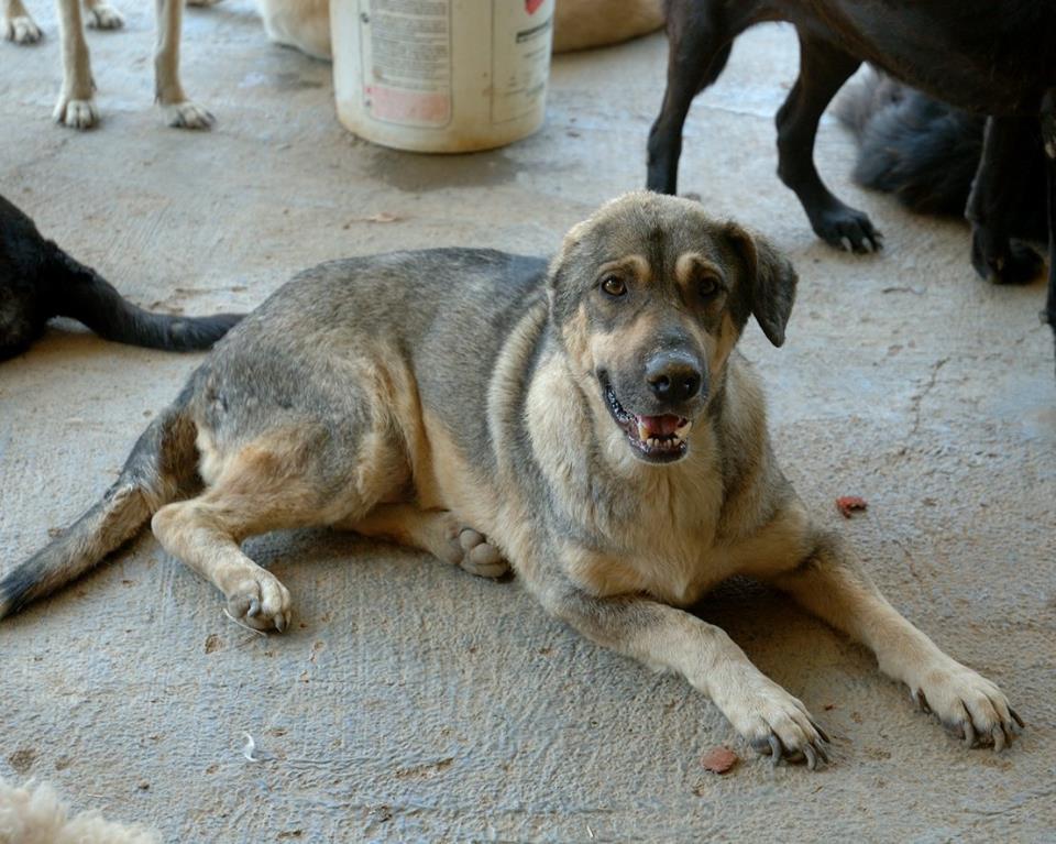 Charlie es un luchador de 3 años, perdió una orejita. Busca hogar para toda la vida #Adopta: ow.ly/unlY307ANPm