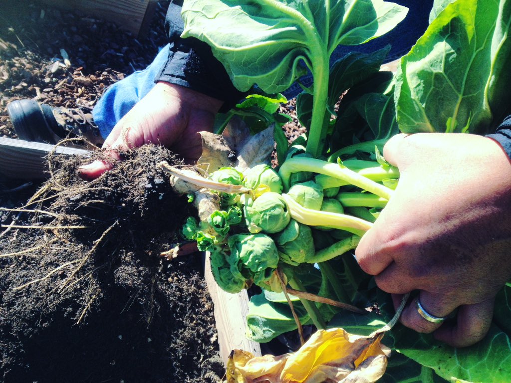 FPGGarden's tweet photo. Beautiful (and delicious!) Brussels sprouts from this week's harvest on Saturday! #fpgleones #schoolgarden #lahuerta https://t.co/3SMeMvTrmC