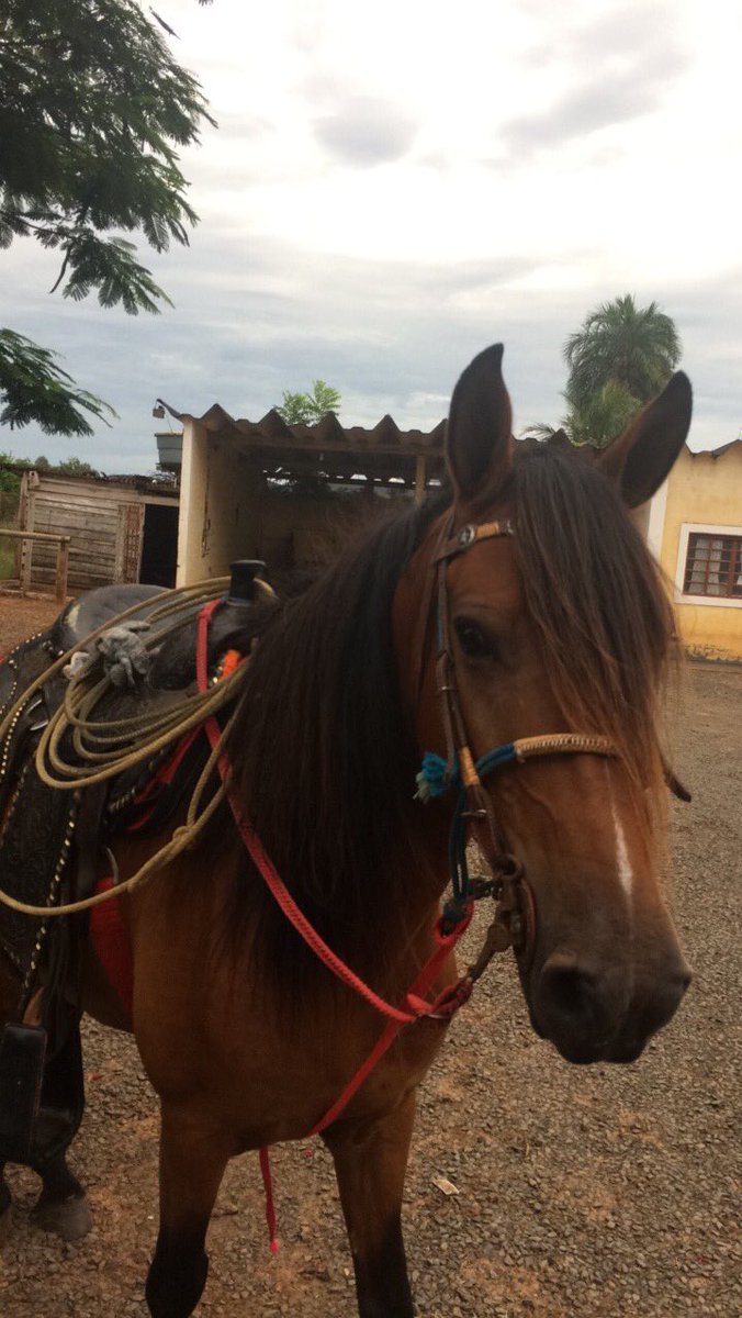 JosPauloChaves2's tweet photo. Hj o pega foi no team roping π΄ππ» #letsgoropes #horselove https://t.co/gZKMUUTSEF