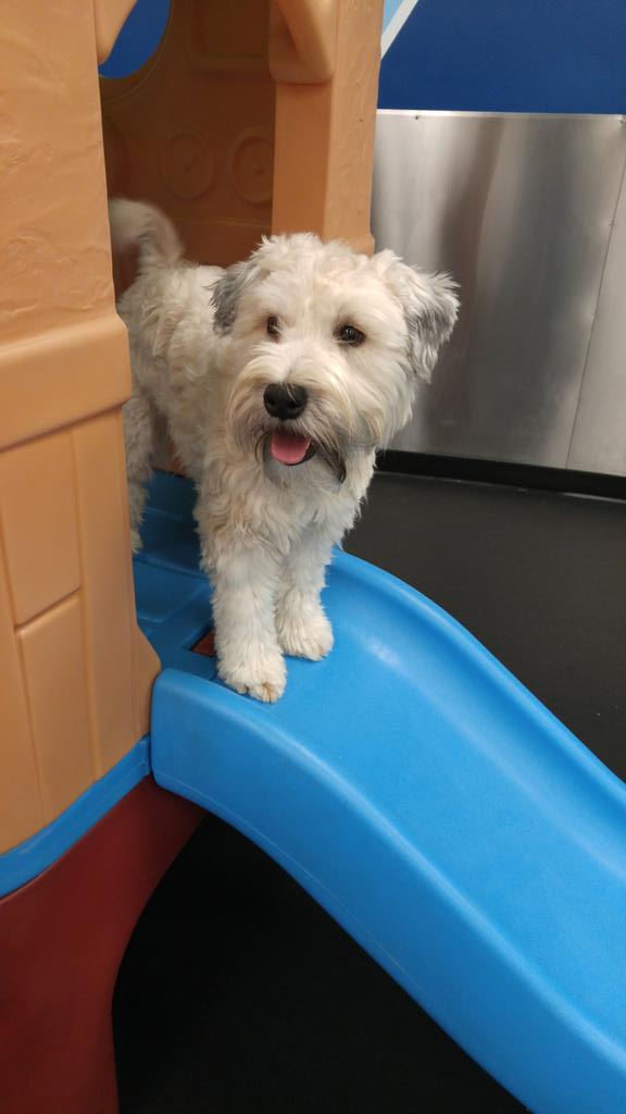 Bailey is the queen of the castle! 
#dogdaycare #kerrisdale #adorable #love #playtime #wheaton #castle #queen