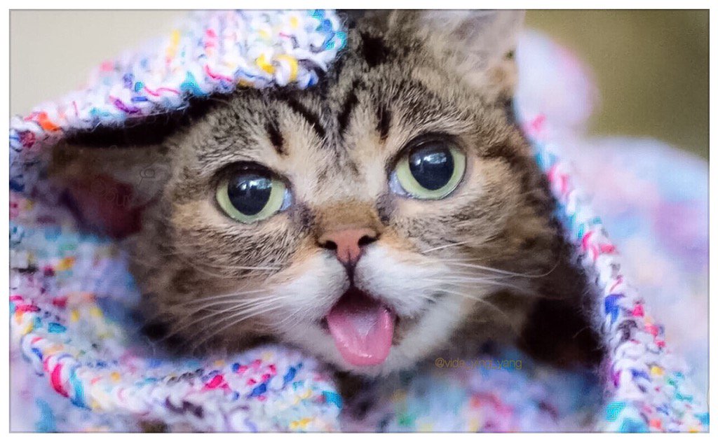 The Cult Cat tweet media