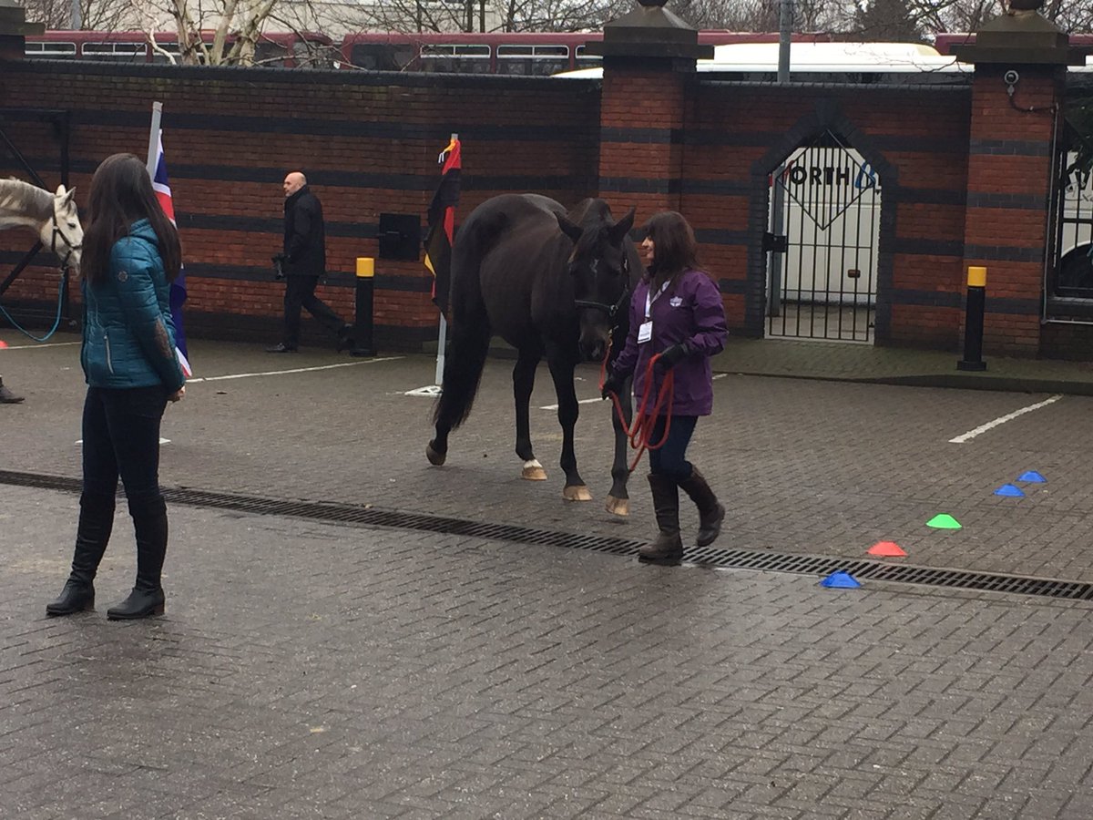 kath561's tweet photo. Great to be part of the leadership whisperers session today with love horses!  #hrdsummit17 https://t.co/3zW7X1MxcE