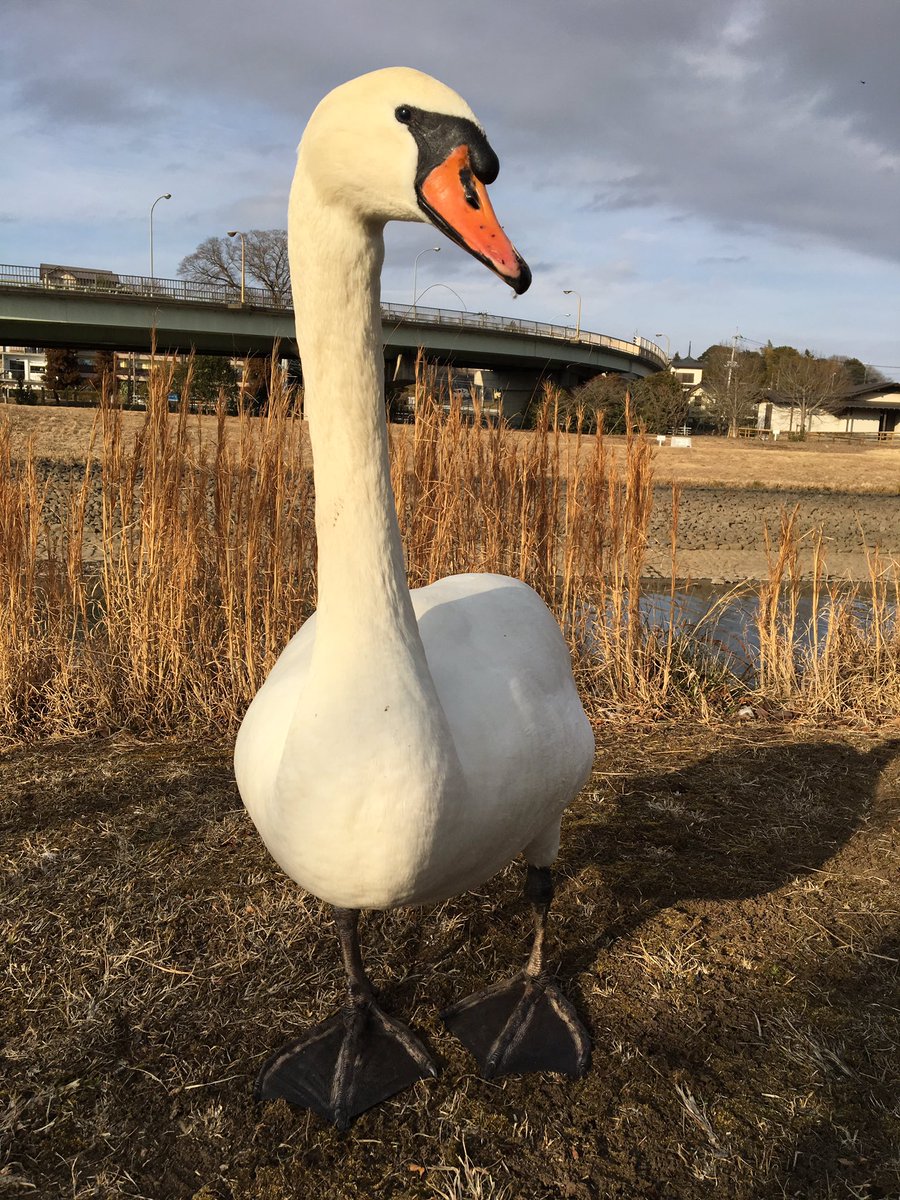 インフルエンザ 茨城 鳥