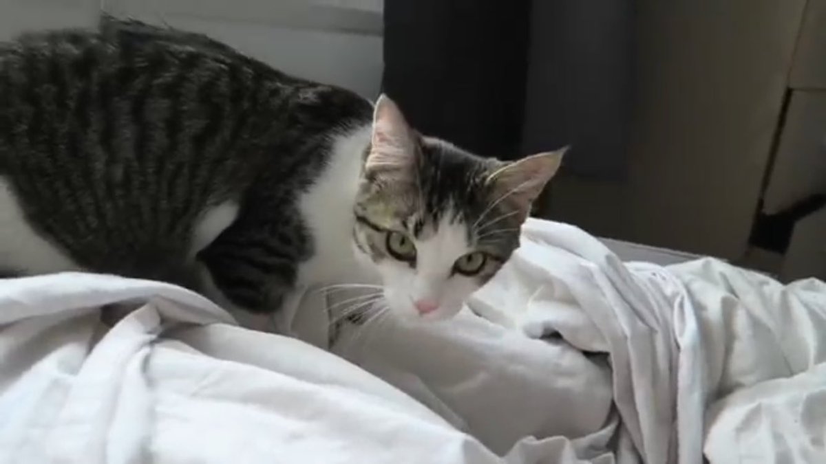 sebasdionupds's tweet photo. Latte appreciation post🐱 https://t.co/JTFtGUCYcH