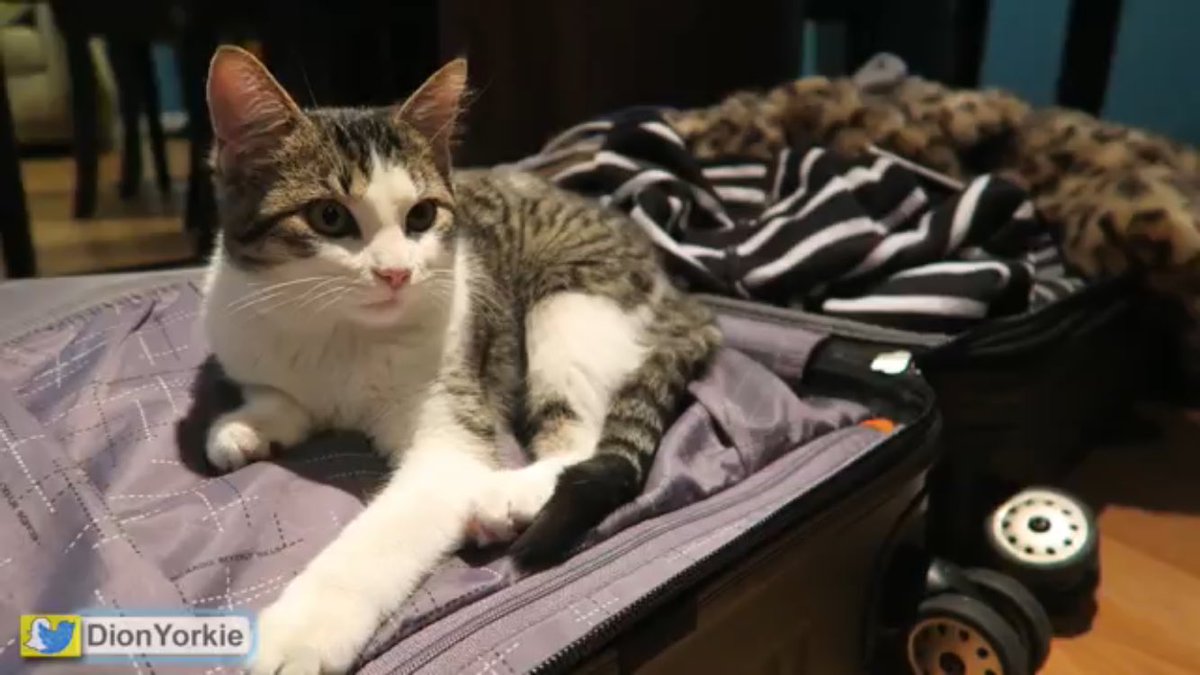 sebasdionupds's tweet photo. Latte appreciation post🐱 https://t.co/JTFtGUCYcH