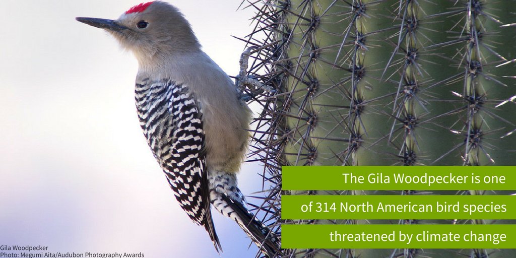 audubonsociety's tweet photo. The next head of the @EPA needs to protect birds and people. RT to urge @JeffFlake to #RejectPruitt #PollutingPruitt https://t.co/a3vuk2gF6j