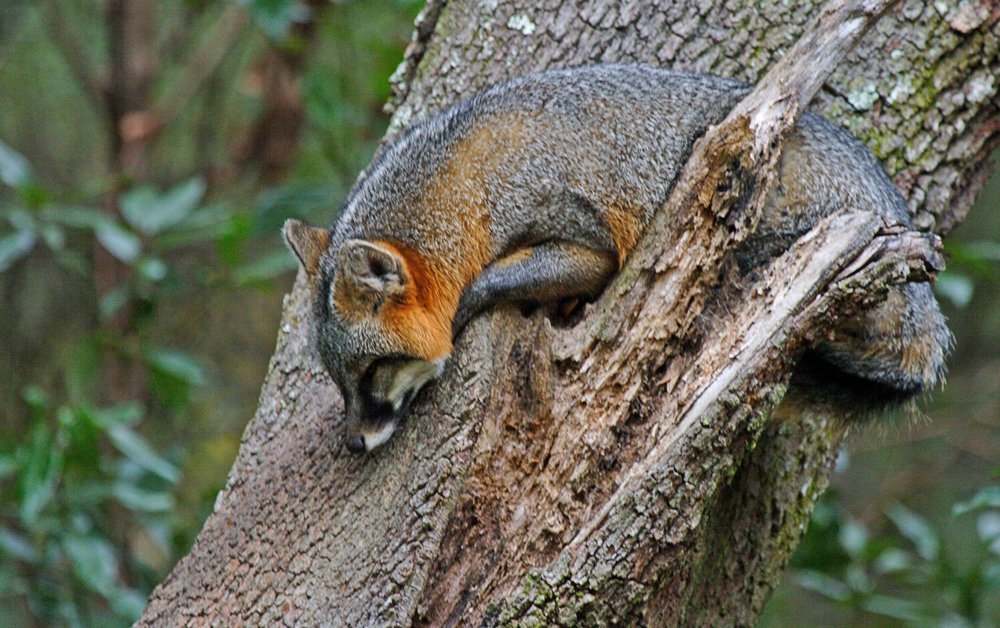 MyFWClife's tweet image. The gray #fox is sometimes referred to as the tree fox because it is capable of climbing trees! ht.ly/R7RX308pL4O