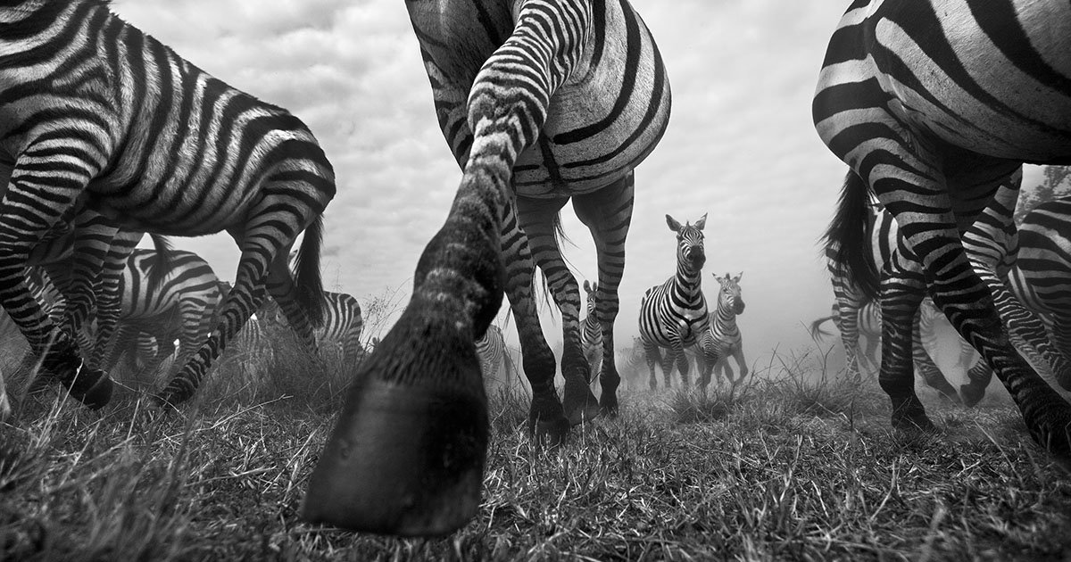 Black and white photos of the wildlife in 'The Mara' in Kenya: petapixel.com/2017/01/31/bla…