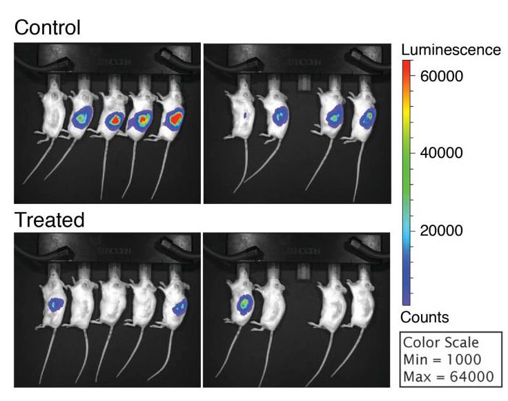 Antibody-mediated CCR4 blockade has anti-tumor effects in renal cancer buff.ly/2kdNDlF <a href="/FrancesBalkwill/">Frances Balkwill</a> <a href="/CRT_News/">CancerResearchTech</a> <a href="/QMBCI/">Barts Cancer Institute (Queen Mary)</a>