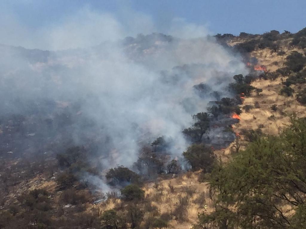 CONAF - Corporación Nacional Forestal tweet media