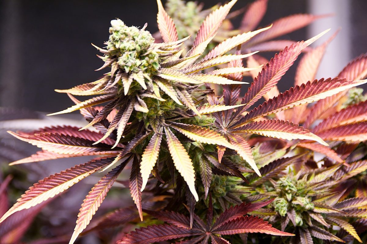 dankcreative's tweet photo. Who says that guys don't want flowers for Valentines Day?
#cannabis #staylit https://t.co/dWoyTfRMF9